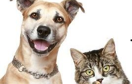 娱乐吃瓜宠物推荐,盘点那些爱看热闹的萌宠