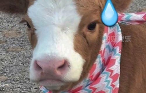 娱乐吃瓜酱小鱼,揭秘娱乐圈那些不为人知的幕后故事