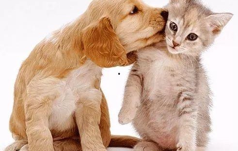 娱乐吃瓜酱小众宠物,娱乐吃瓜酱带你领略独特宠物风采