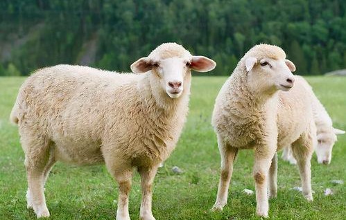 娱乐吃瓜酱羊羊,羊羊酱带你领略娱乐圈风云变幻